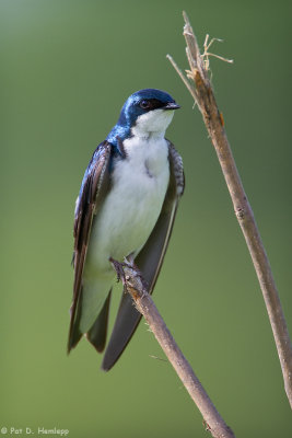 Resting Swallow 