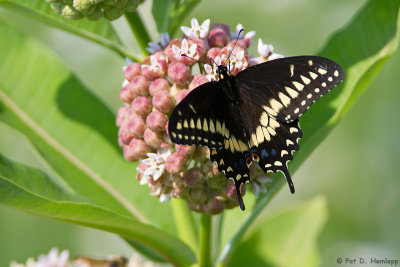 Black swallowtail 