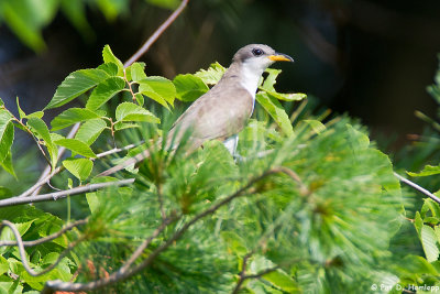 Yellow-billed Cuckoo 