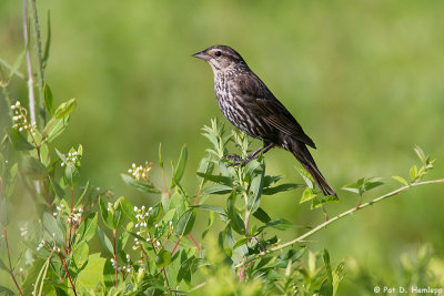 Female Blackbird profile 