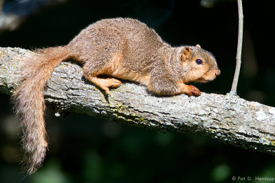 Resting squirrel 