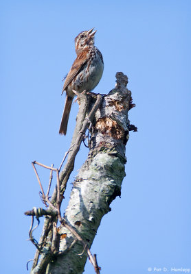 Singing Sparrow 