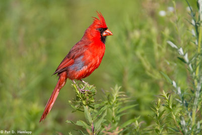 Cardinal in field 