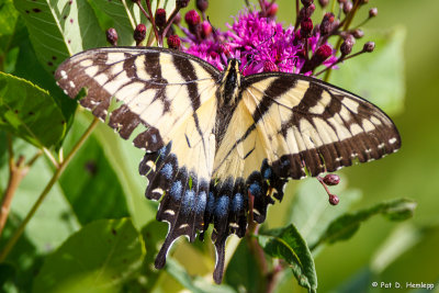 Swallowtail in field 