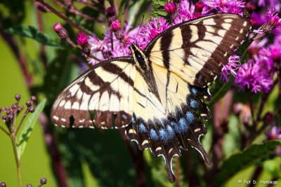 Swallowtail on flowers 