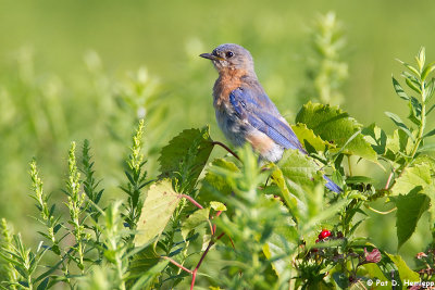 Bluebird, green field 