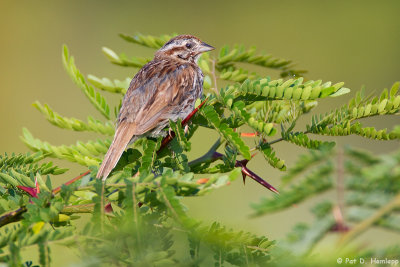 Resting Song Sparrow