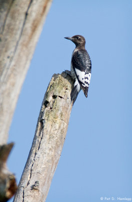 Young Woodpecker 