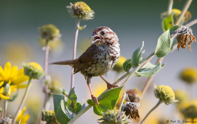 Sparrow calling 