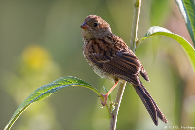 Backlit Sparrow 