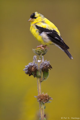 Goldfinch alone 