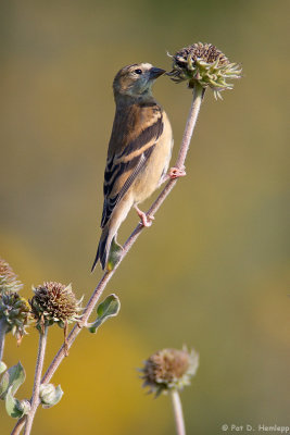 Checking a flower