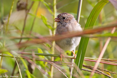 Sparrow in field