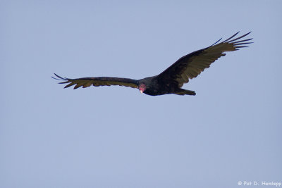 Soaring vulture