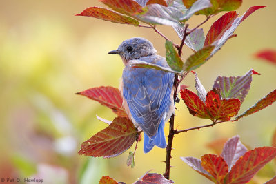 Bluebird, fall leaves
