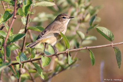 Warbler and leaves