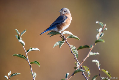 Fall Bluebird