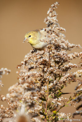 Goldfinch meal