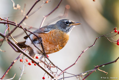 Robin with berries