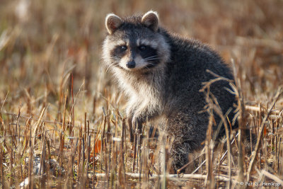 Raccoon in field
