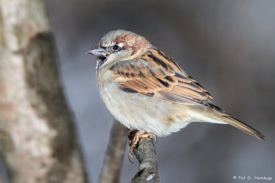 Sparrow profile