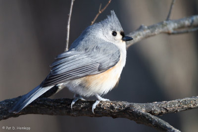 Titmouse in woods