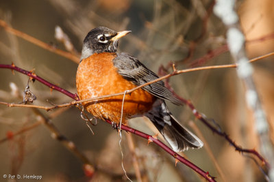 American Robin