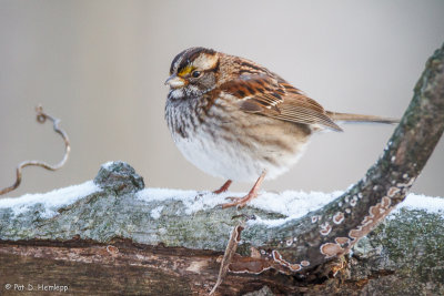 Sparrow and snow