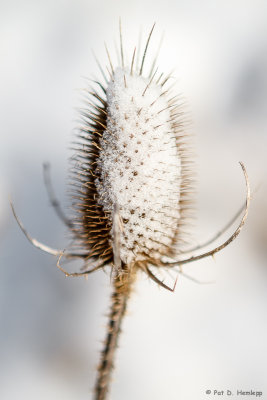 Snow on teasel