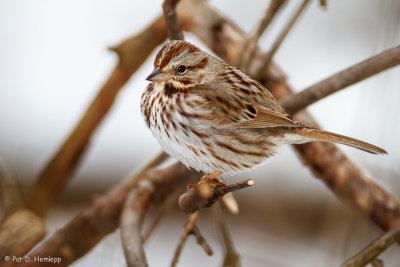 Song Sparrow and snow