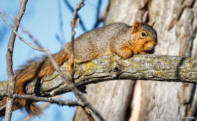 Squirrel resting
