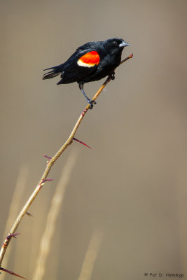 Blackbird in field