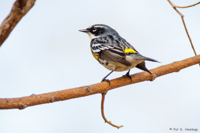 On a limb