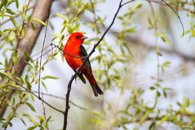 Tanager in tree
