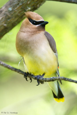 Waxwing on green