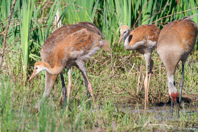 Crane family