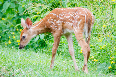 Young deer in field