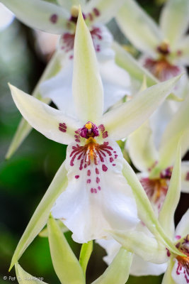 Aztec orchid