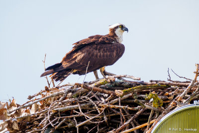 Osprey on nest