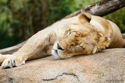 Sleeping lion