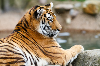 Tiger at rest