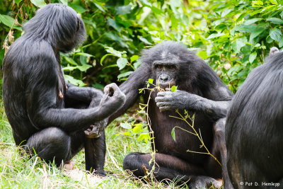 Eating leaves