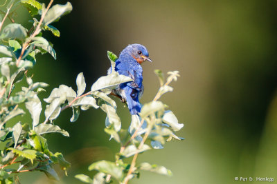 Bluebird, green field