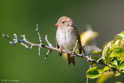 Immature Field Sparrow