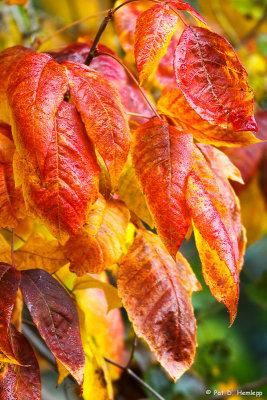 Signs of autumn