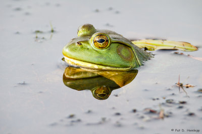 Frog profile