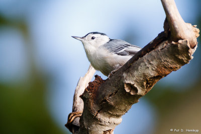 Perched Nuthatch
