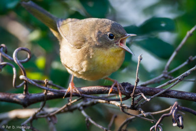 Yellowthroat calling