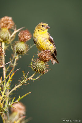 Goldfinch on green