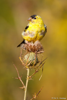 Perched on thistle